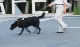 济南骑狗大队爆料事件视频,视频揭露惊人一幕引发社会关注